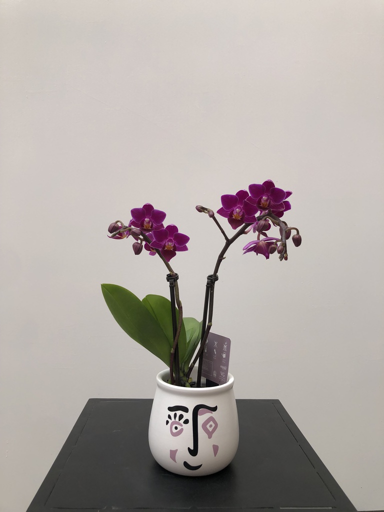ORQUÍDIA MINI TEST "FACE"