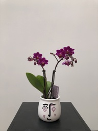 [MARE1] ORQUÍDIA MINI TEST "FACE"