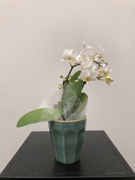 [MARE2] ORQUÍDIA MINI TEST "VERD"