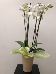 [MARE7] ORQUÍDIA 3 VARES